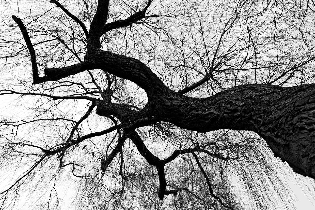 weeping willow, willow, tree, branch, bare tree, winter tree, silhouette, parakeet, nature, bird, gray tree, gray birds