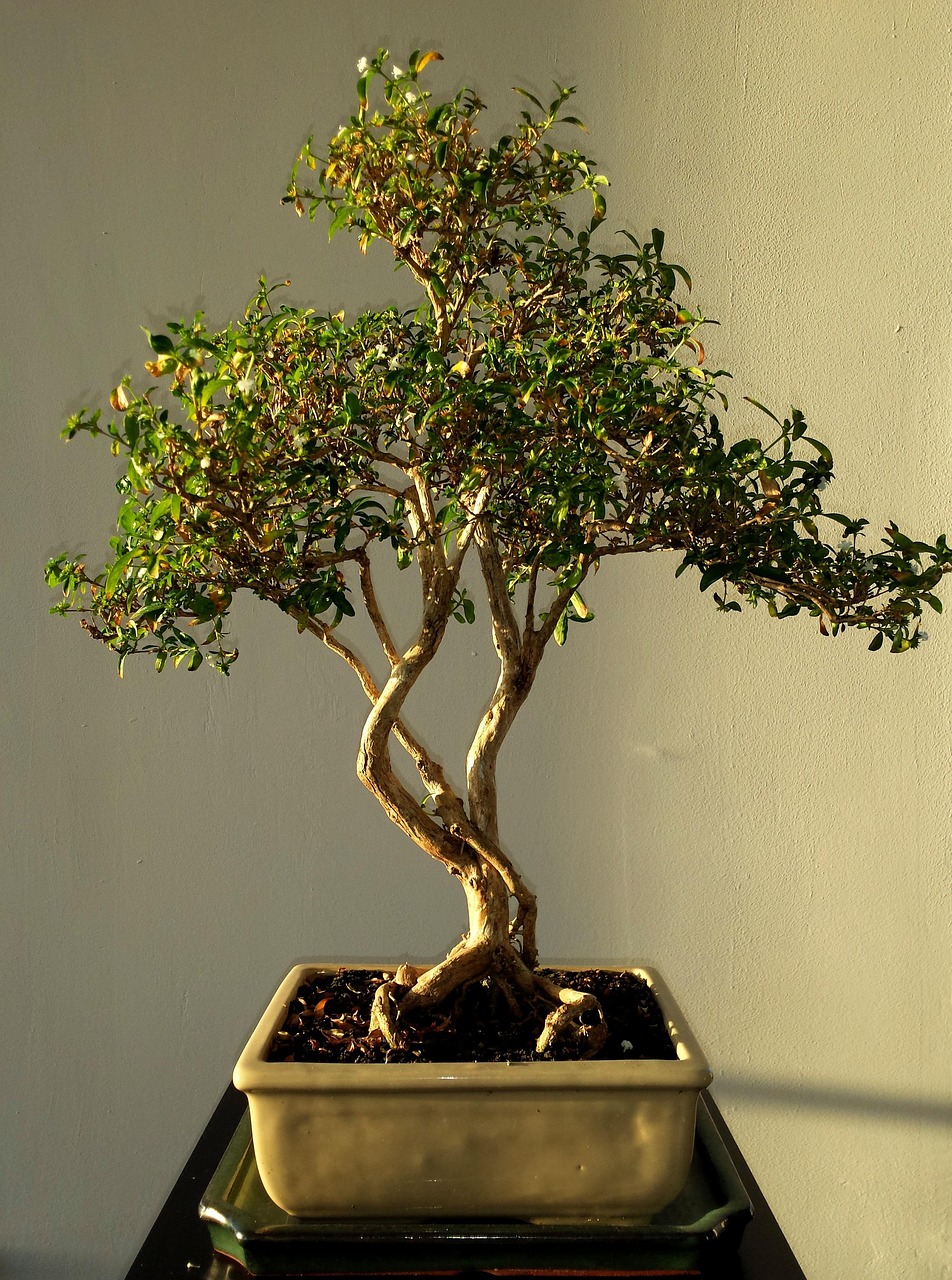 bonsai, leafs, green, tree, plant, nature, growth, botany, chinese, decoration, asian, small, trunks, roots, bonsai, bonsai, bonsai, bonsai, bonsai