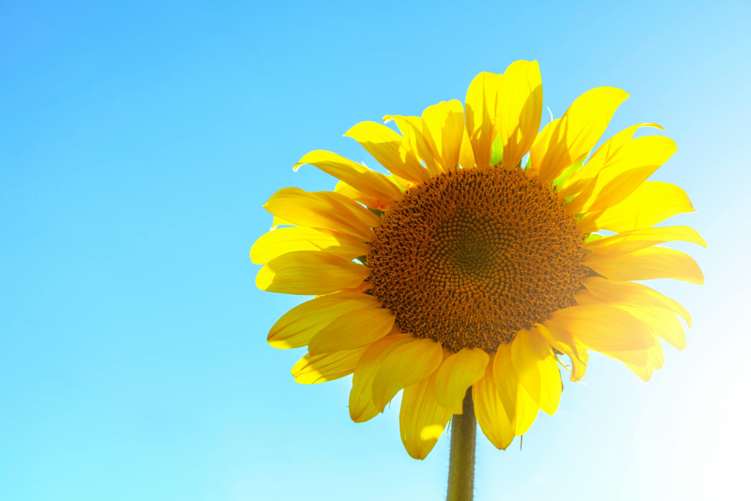 A bright yellow sunflower blossoms under a clear summer sky, capturing the essence of warm sunshine.